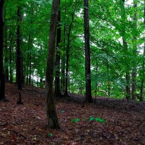 Photo #15 of 1350 Moyer Road, Newport News, Virginia 3.4 acres