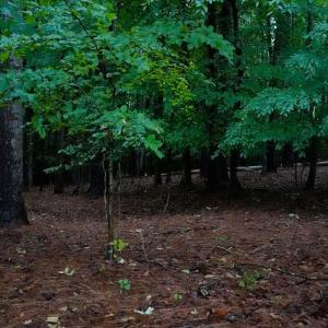 Photo #3 of 1350 Moyer Road, Newport News, Virginia 3.4 acres