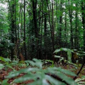 Photo #21 of 1350 Moyer Road, Newport News, Virginia 3.4 acres