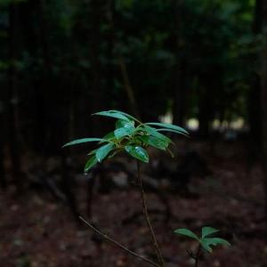 Photo #22 of 1350 Moyer Road, Newport News, Virginia 3.4 acres