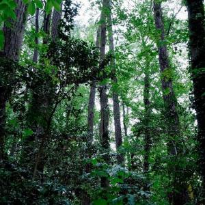 Photo #7 of 1350 Moyer Road, Newport News, Virginia 3.4 acres