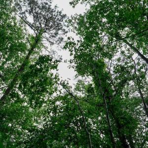 Photo #8 of 1350 Moyer Road, Newport News, Virginia 3.4 acres