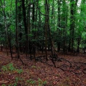 Photo #9 of 1350 Moyer Road, Newport News, Virginia 3.4 acres