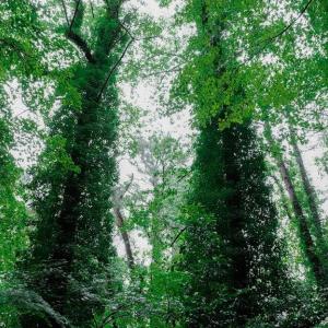Photo #10 of 1350 Moyer Road, Newport News, Virginia 3.4 acres
