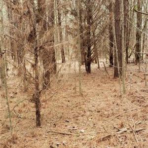 Photo #4 of 949 Cherry Grove Road, Suffolk, Virginia 3.0 acres