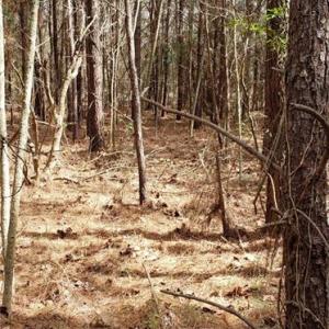 Photo #5 of 949 Cherry Grove Road, Suffolk, Virginia 3.0 acres