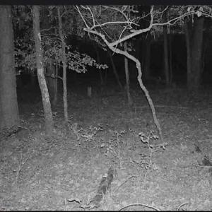 Photo #11 of 10+AC Groton Tract A Woods, Onancock, Virginia 11.8 acres
