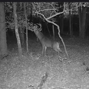 Photo #12 of 10+AC Groton Tract A Woods, Onancock, Virginia 11.8 acres