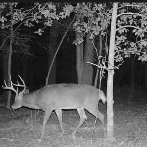 Photo #13 of 10+AC Groton Tract A Woods, Onancock, Virginia 11.8 acres