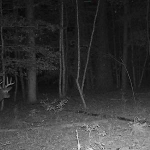 Photo #14 of 10+AC Groton Tract A Woods, Onancock, Virginia 11.8 acres