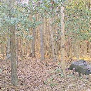 Photo #15 of 10+AC Groton Tract A Woods, Onancock, Virginia 11.8 acres