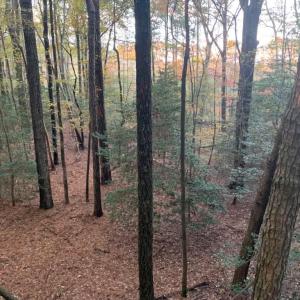 Photo #3 of 10+AC Groton Tract A Woods, Onancock, Virginia 11.8 acres