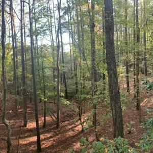 Photo #4 of 10+AC Groton Tract A Woods, Onancock, Virginia 11.8 acres