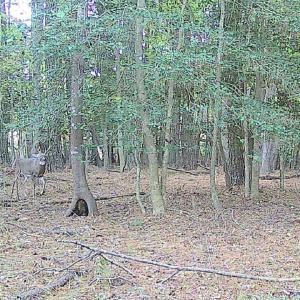 Photo #5 of 10+AC Groton Tract A Woods, Onancock, Virginia 11.8 acres