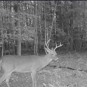 Photo #6 of 10+AC Groton Tract A Woods, Onancock, Virginia 11.8 acres