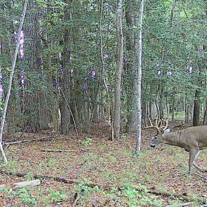 Photo #7 of 10+AC Groton Tract A Woods, Onancock, Virginia 11.8 acres