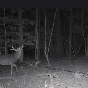 Photo #8 of 10+AC Groton Tract A Woods, Onancock, Virginia 11.8 acres
