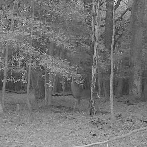 Photo #9 of 10+AC Groton Tract A Woods, Onancock, Virginia 11.8 acres