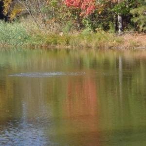 Photo #6 of 1445 Morgarts Beach Road, Smithfield, Virginia 17.9 acres
