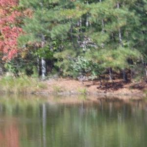 Photo #8 of 1445 Morgarts Beach Road, Smithfield, Virginia 17.9 acres