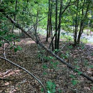 Photo #3 of .55acs Nottoway Drive, Courtland, Virginia 0.6 acres