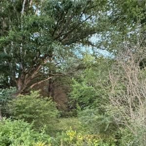 Photo #1 of 2524 Battlefield Boulevard, Chesapeake, Virginia 2.0 acres