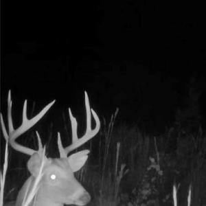 Photo #4 of 50+AC Guy Place Road, Courtland, Virginia 50.5 acres