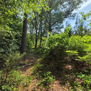 Photo #6 of 50+AC Guy Place Road, Courtland, Virginia 50.5 acres