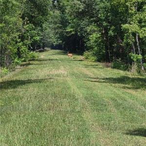 Back of property line. A Doe came out to say Hi