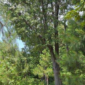 Photo #10 of 50+AC Guy Place Road, Courtland, Virginia 50.5 acres