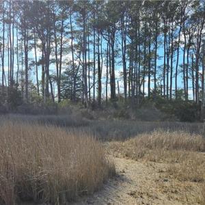 Photo #9 of 10+AC Haven Beach Road, Moon, Virginia 11.3 acres