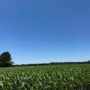 Photo #4 of 2A Head Of River Road, Chesapeake, Virginia 2.0 acres