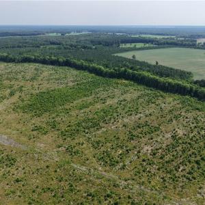 Photo #11 of 109 AC Carolina Rd/NC 32 Highway, Suffolk, Virginia 109.0 acres