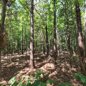 Photo #4 of 6576 Blackwater Road, Virginia Beach, Virginia 4.9 acres