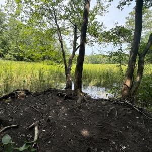 Photo #2 of Lot 7 Mt Holly Creek Lane, Smithfield, Virginia 3.6 acres