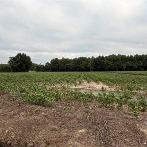 Photo #13 of Lot 19 Longstreet Lane, Suffolk, Virginia 19.6 acres
