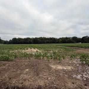 Photo #14 of Lot 19 Longstreet Lane, Suffolk, Virginia 19.6 acres
