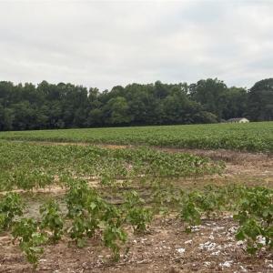 Photo #15 of Lot 19 Longstreet Lane, Suffolk, Virginia 19.6 acres