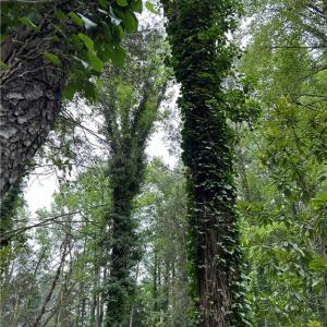 Photo #7 of 56 Mobjack Lane, Hayes, Virginia 0.5 acres