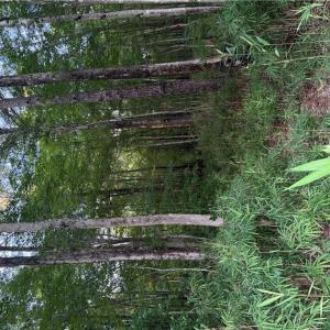 Photo #2 of Lot 7 Tuck Street, Chesapeake, Virginia 0.2 acres