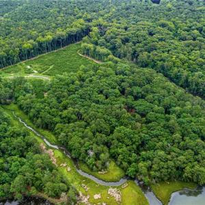 Photo #4 of 11.8ac Five Gables Woodlands, Gloucester, Virginia 11.9 acres