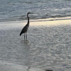 Photo #9 of 116 Creekside Land, Cape Charles, Virginia 0.7 acres