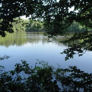 Photo #19 of 2281 Kings Fork Road, Suffolk, Virginia 10.6 acres