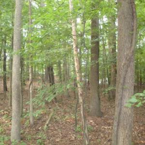 Photo #20 of 2281 Kings Fork Road, Suffolk, Virginia 10.6 acres
