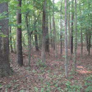Photo #21 of 2281 Kings Fork Road, Suffolk, Virginia 10.6 acres
