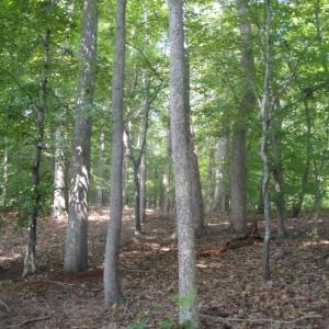Photo #22 of 2281 Kings Fork Road, Suffolk, Virginia 10.6 acres