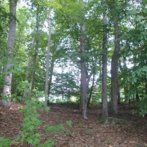 Photo #25 of 2281 Kings Fork Road, Suffolk, Virginia 10.6 acres
