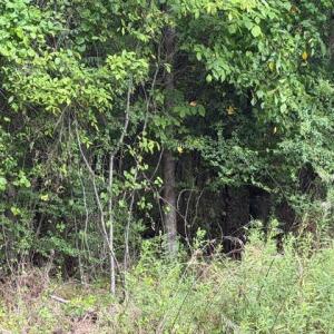 Photo #8 of LOTS Railroad Avenue, Wakefield, Virginia 1.9 acres
