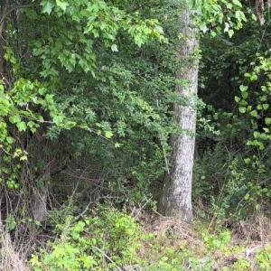 Photo #9 of LOTS Railroad Avenue, Wakefield, Virginia 1.9 acres