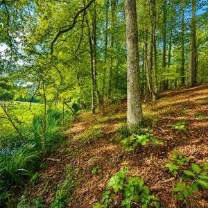 Photo #2 of LOT 5 Birdsong Road, Ebony, Virginia 2.0 acres